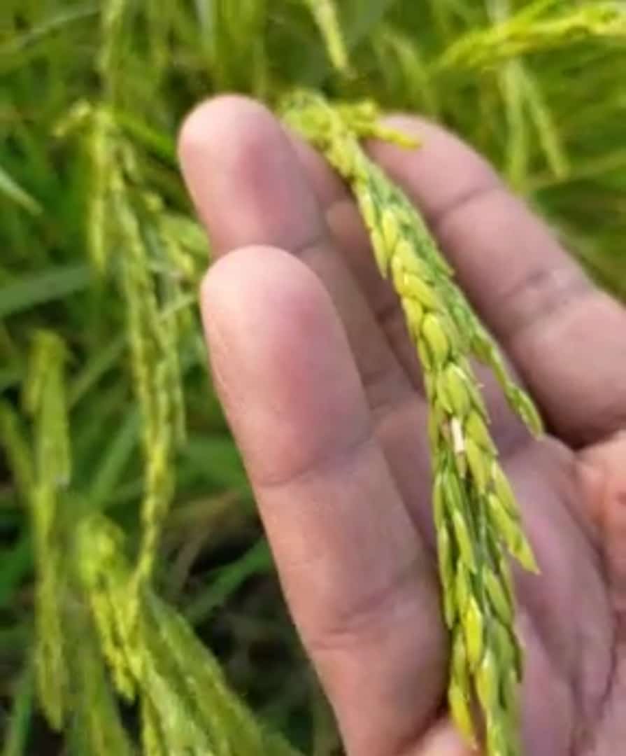 DevSwaD-Katarni-rice-chawal-crop