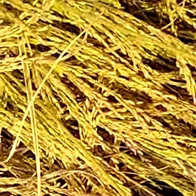 DevSwaD-Katarni-rice-chawal-harvest