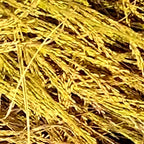 DevSwaD-Katarni-rice-chawal-harvest