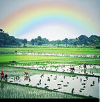 DevSwaD-Katarni-rice-chawal-field